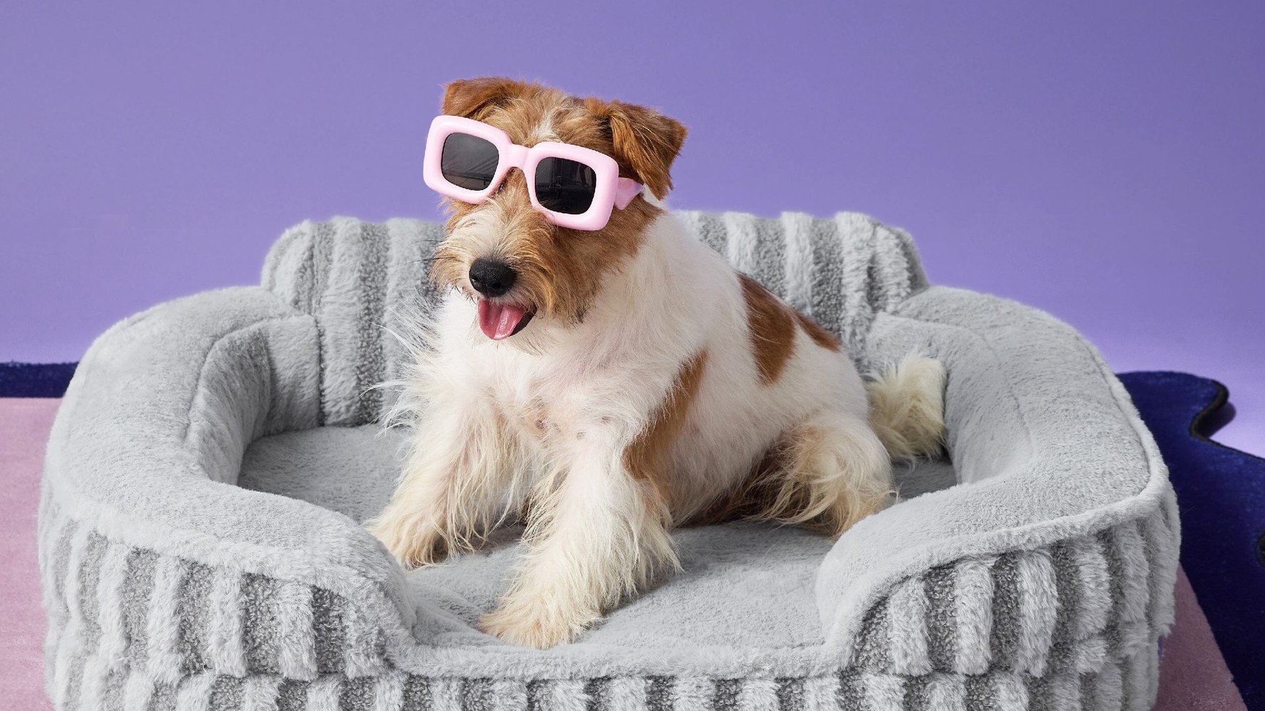Terrier in pink sunglasses sitting in a grey Lesure pet couch